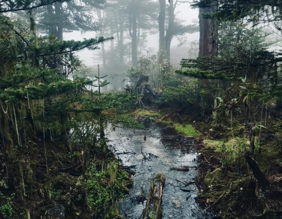 pexels-ramkrishnaiyengar-2743281